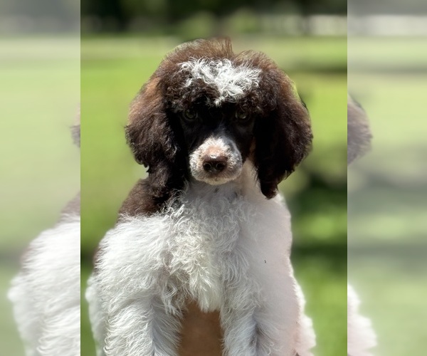 Medium Photo #1  Breeder Profile in ARCADIA, FL, USA