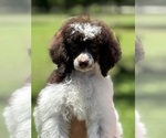 Small breeder photo