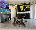 Small #1 Breeder Profile image
