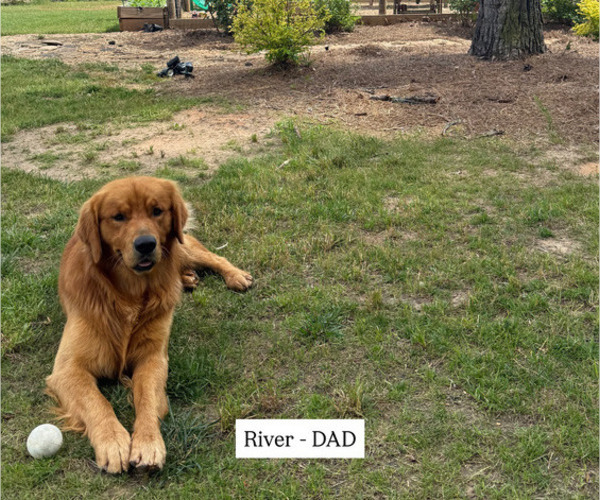 Medium Photo #3  Breeder Profile in WOODRUFF, SC, USA