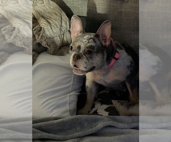 Medium Photo #17  Breeder Profile in GAHANNA, OH, USA