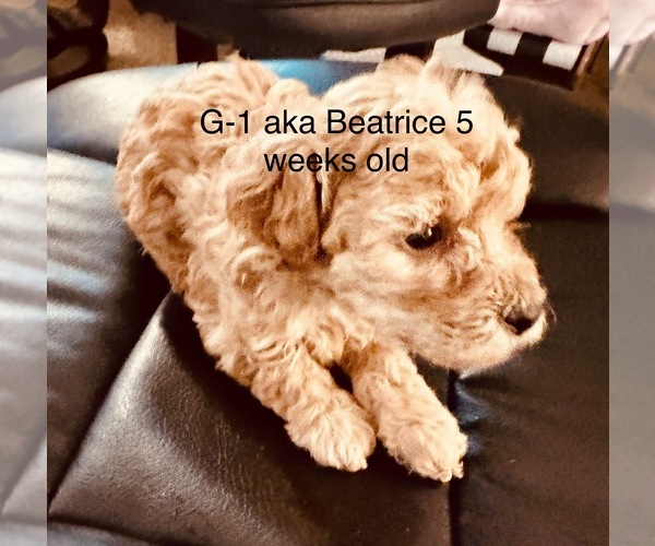 Medium Photo #1  Breeder Profile in HENDERSON, TN, USA