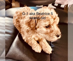 Poodle (Toy) Dog Breeder near HENDERSON, TN, USA