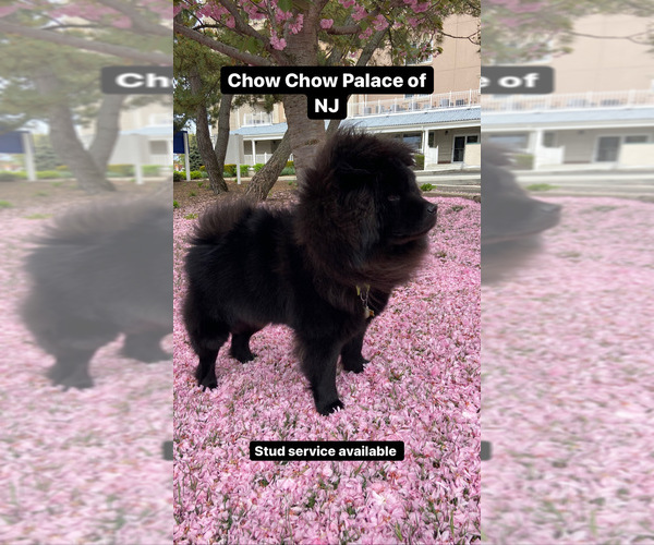 Medium Photo #1  Breeder Profile in JERSEY CITY, NJ, USA