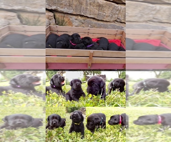 Medium Photo #1  Breeder Profile in BASEHOR, KS, USA