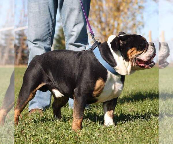 Medium Photo #1  Breeder Profile in CADOTT, WI, USA