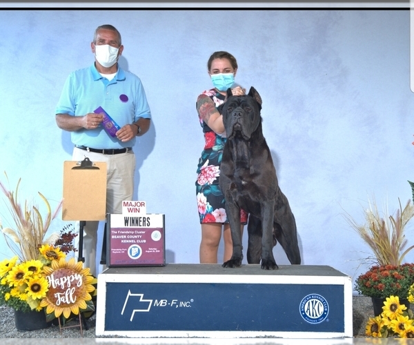Medium Photo #1  Breeder Profile in DETROIT, MI, USA