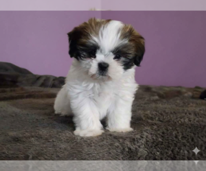 Shih Tzu Dog Breeder near SPRINGFIELD, MO, USA