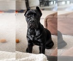 Small #1 Breeder Profile image