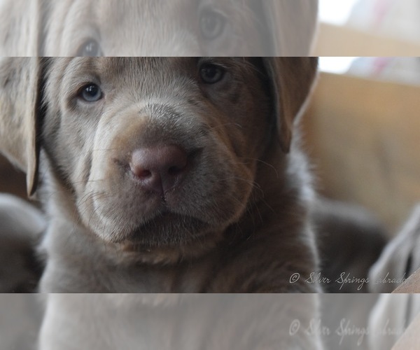 Medium Photo #1  Breeder Profile in BUTLER, OH, USA