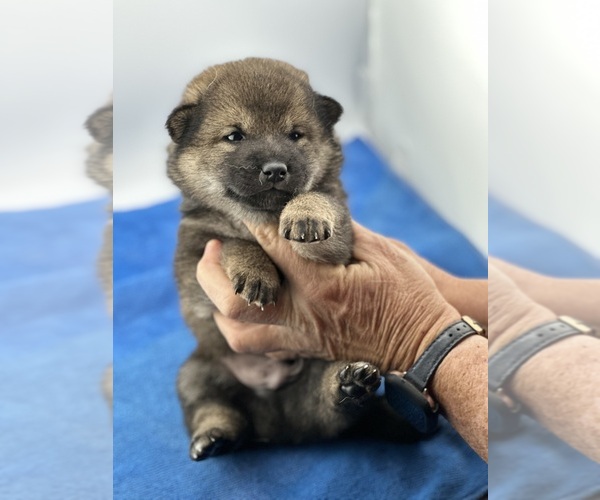 Medium Photo #6  Breeder Profile in WITTMANN, AZ, USA