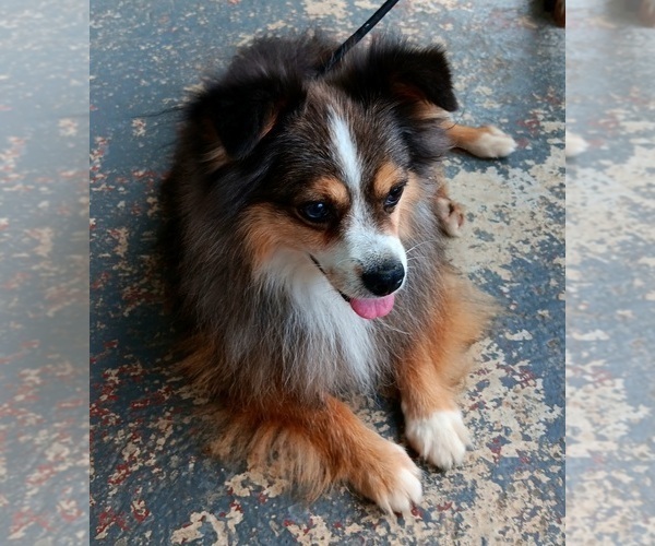 Medium Photo #43  Breeder Profile in BLACKSBURG, SC, USA