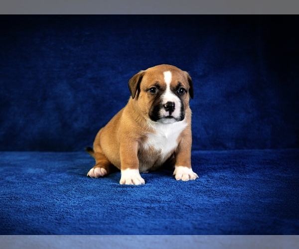 Medium Photo #6  Breeder Profile in ATLANTA, GA, USA