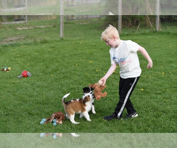 Medium Photo #44  Breeder Profile in PARIS, MI, USA