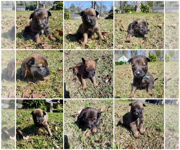 Medium Photo #1  Breeder Profile in HATTIESBURG, MS, USA