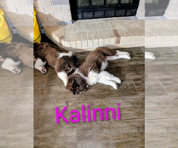 Medium Photo #11  Breeder Profile in LAS VEGAS, NV, USA