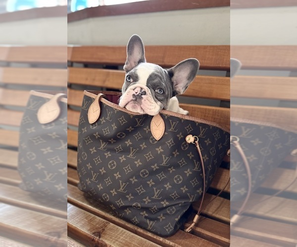 Medium Photo #5  Breeder Profile in LAKE CITY, FL, USA