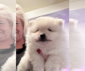 Pomeranian Dog Breeder near CAULFIELD, MO, USA