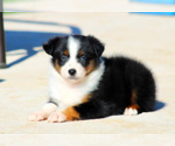 Medium Photo #10  Breeder Profile in GOLD HILL, OR, USA