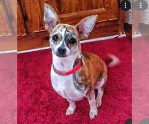 Chihuahua Dog Breeder near MURPHY, NC, USA