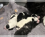 Small #3 Breeder Profile image
