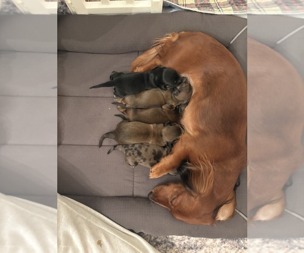 Medium Photo #34  Breeder Profile in LANEXA, VA, USA
