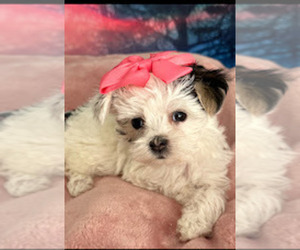 Medium Breeder Profile Photo