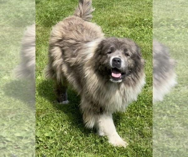 Medium Photo #50  Breeder Profile in TWINING, MI, USA