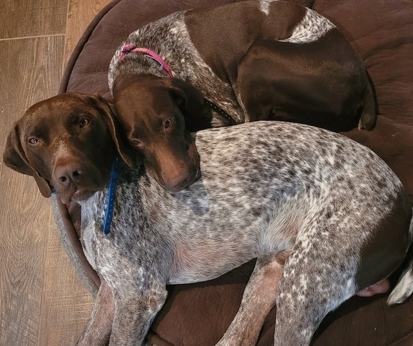 Medium Photo #1  Breeder Profile in FRIENDSWOOD, TX, USA