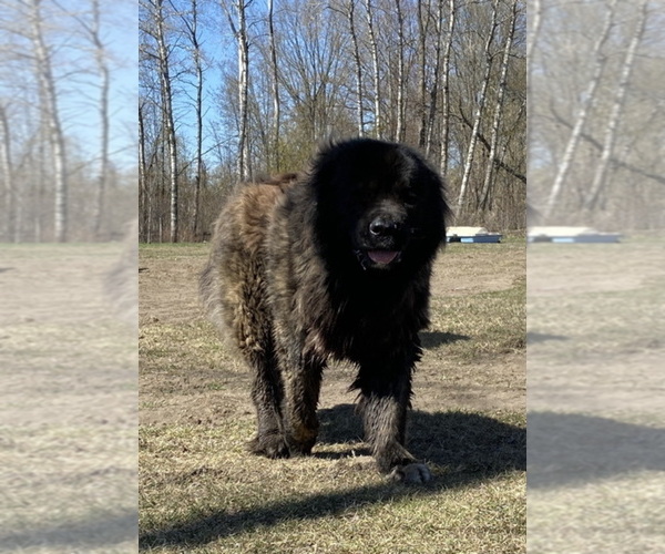 Medium Photo #109  Breeder Profile in TWINING, MI, USA