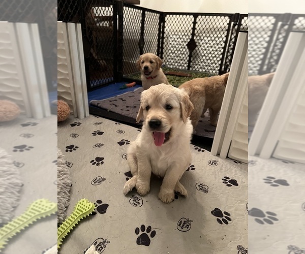 Medium Photo #3  Breeder Profile in SANTEE, CA, USA