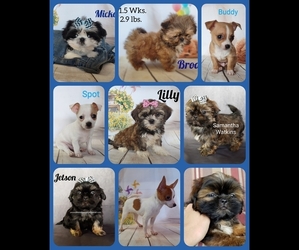 Chihuahua Dog Breeder near CAULFIELD, MO, USA