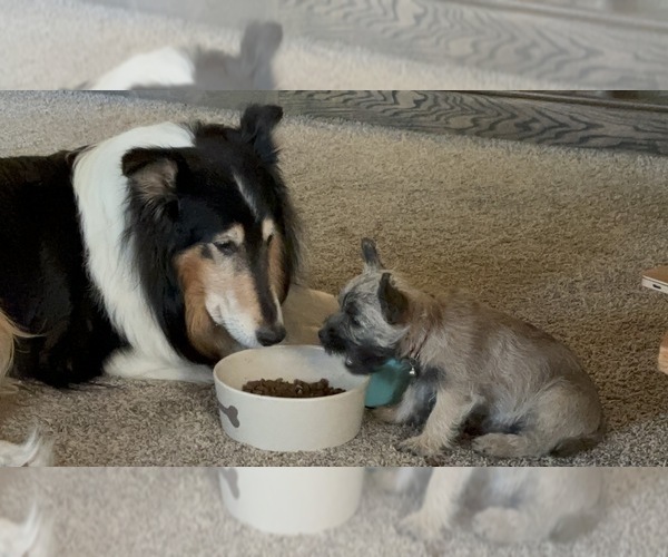 Medium Photo #21  Breeder Profile in FAIR OAKS, CA, USA