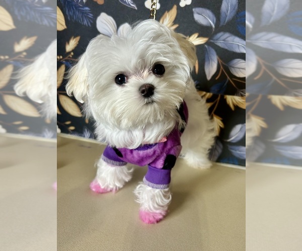 Medium Photo #13  Breeder Profile in PICKFORD, MI, USA