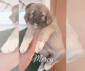 Caucasian Shepherd Dog Dog Breeder near AKELEY, MN, USA