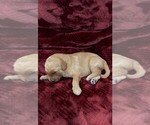 Small #31 Breeder Profile image