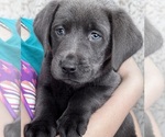 Small #16 Breeder Profile image