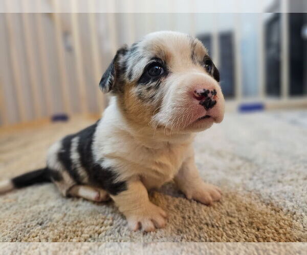 Medium Photo #5  Breeder Profile in CLAYTON, WA, USA