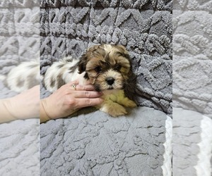 Medium Breeder Profile Photo