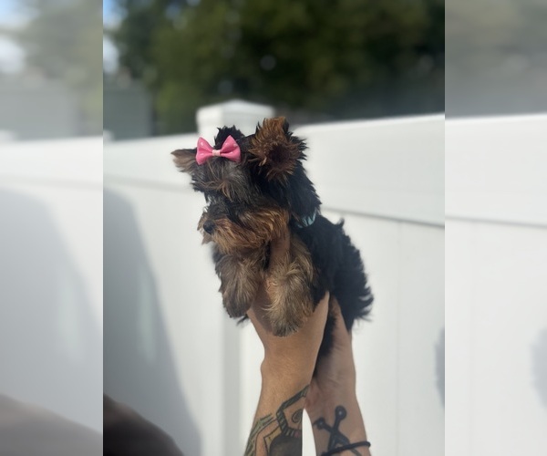 Medium Photo #9  Breeder Profile in SEFFNER, FL, USA
