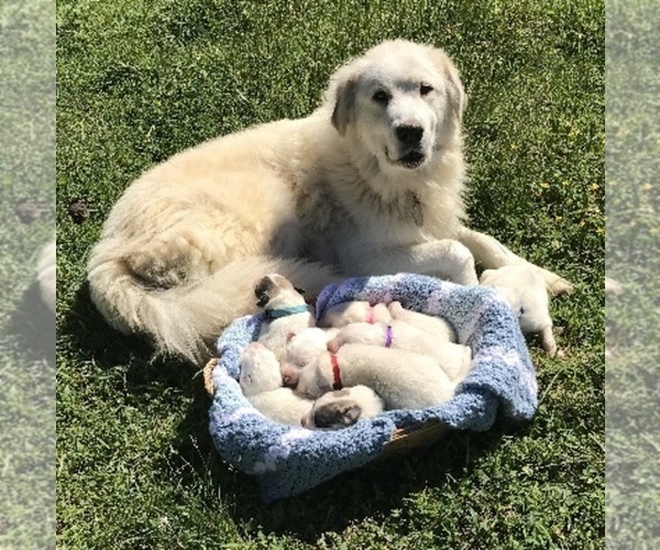 Medium Photo #1  Breeder Profile in HAYMAKERTOWN, VA, USA