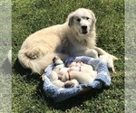 Small breeder photo
