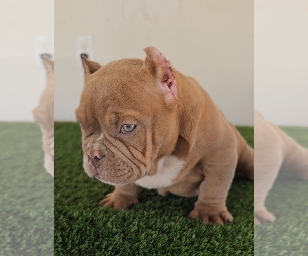 Medium Photo #1  Breeder Profile in FONTANA, CA, USA