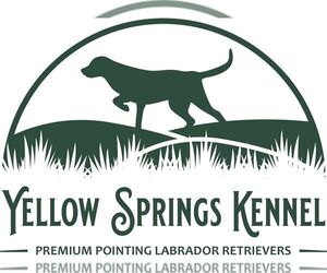 Labrador Retriever Dog Breeder near SABINA, OH, USA