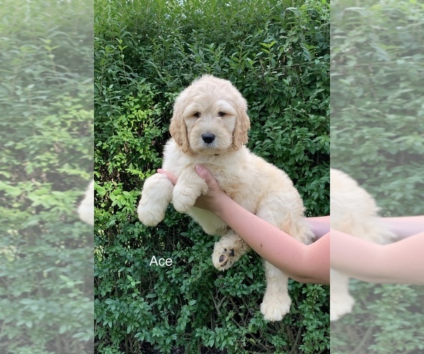 Medium Photo #1  Breeder Profile in MILLERSBURG, OH, USA