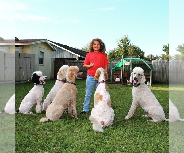 Medium Photo #1  Breeder Profile in MIDDLEBURG, FL, USA