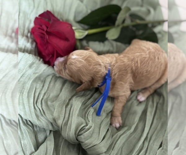 Medium Photo #4  Breeder Profile in VANCOUVER, WA, USA