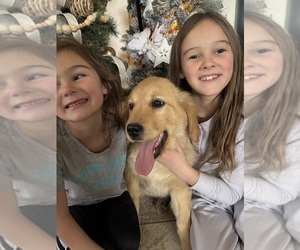 Golden Retriever Dog Breeder near DELTA, CO, USA