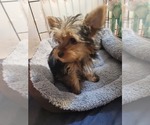 Small #158 Breeder Profile image