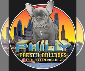Main photo of French Bulldog Dog Breeder near PHILADELPHIA, PA, USA